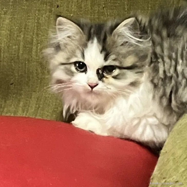 ID：2311-01005の子猫