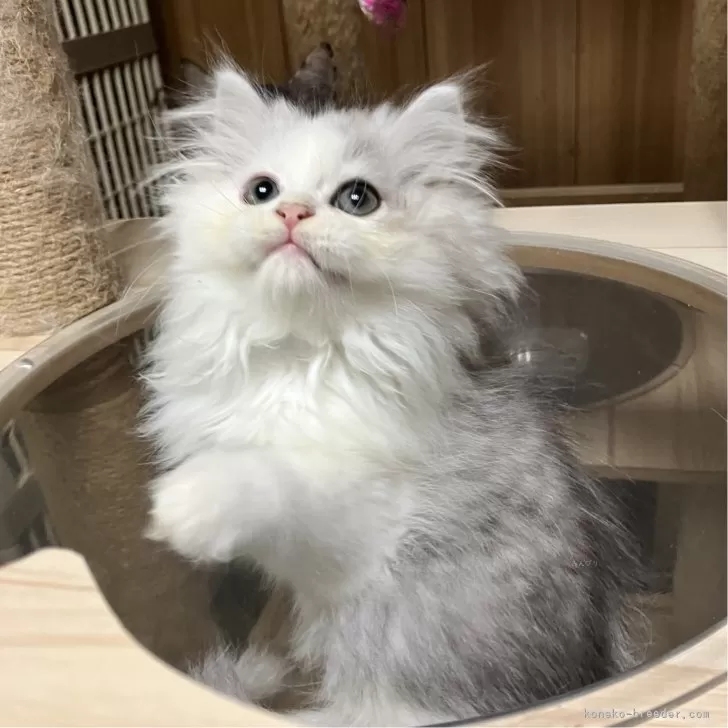 ID：2407-00484の子猫