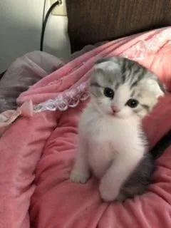 ID:1911-01509の子猫