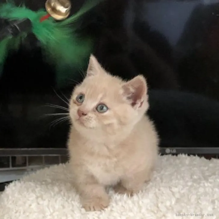 ID：2301-00799の子猫