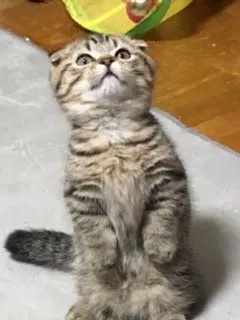 ID：1911-00657の子猫