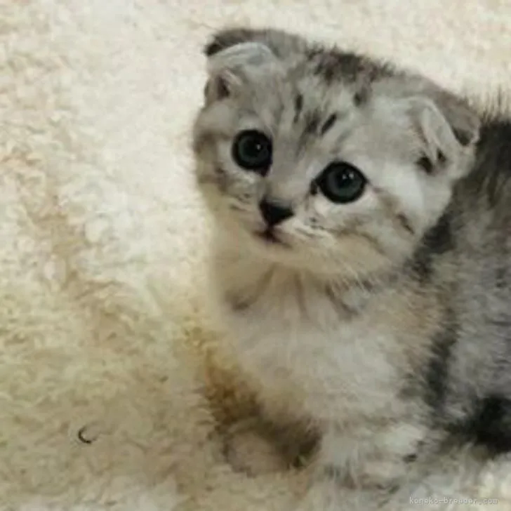 ID:2208-01858の子猫