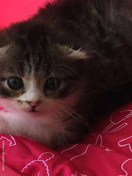 まっきー 様のお迎えした子猫