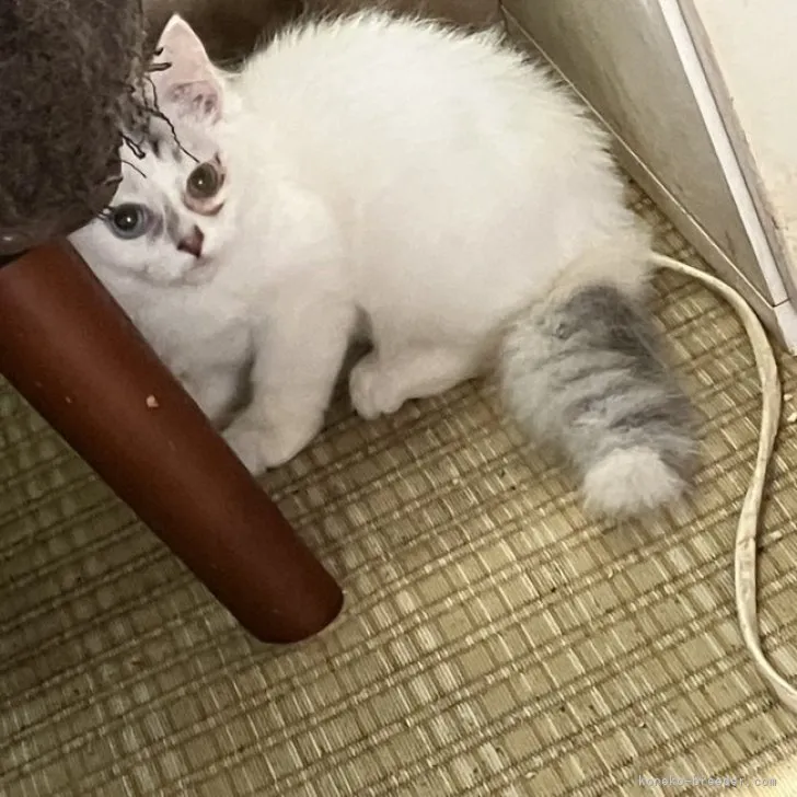 ID:2307-01303の子猫