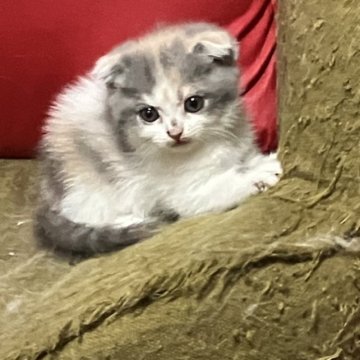 マンチカン【北海道・女の子・2023年7月2日・ダイリュートキャリコ（ショート）】の写真「淡い毛色の美人さん✨」