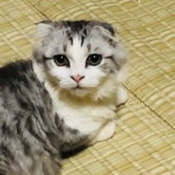 マンチカン(短足)【北海道・男の子・2022年2月11日・ブルー&ホワイト（ロング）】の写真「10/8.9.10の3日間、20%off❣️お値下」