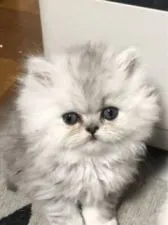 ペルシャ(チンチラ)【北海道・男の子・2019年11月26日・シルバー】の写真1「シルバーカラーのもふもふ君( ¨̮ )💕」