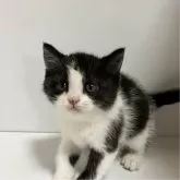 マンチカン(長足)【北海道・女の子・2024年9月30日・ブラック&ホワイト】の写真1