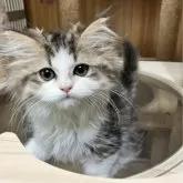 ミヌエット(長足)【北海道・男の子・2024年5月4日・ホワイト&ブラウンタビー】の写真1「クリクリお目目の超イケメン♡♡」