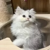 ミヌエット(長足)【北海道・男の子・2024年5月4日・ホワイト&ブルータビー】の写真2「ふさふさ被毛♡♡が美しい✨です。」