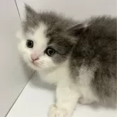 マンチカン(長足)【北海道・女の子・2024年9月30日・ブルー&ホワイト】の写真2「ふわもこセミロング。ブラッシングも嫌がりません🍀」