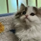 ミヌエット(長足)【北海道・女の子・2024年5月4日・ホワイト&ブラウンバン】の写真2「お鼻と肉球は、綺麗なピンク✨」