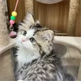 ミヌエット(長足)【北海道・男の子・2024年5月4日・ホワイト&ブラウンタビー】の写真2「人懐っこい良い子です❣️」