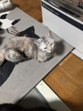 マンチカン【・女の子・2017年10月21日・シルバーパッチドタビー】