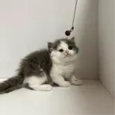 マンチカン(長足)【北海道・女の子・2024年9月30日・ブルー&ホワイト】の写真3「遊びも大好き♥️猫じゃらし大好きです♡♡」