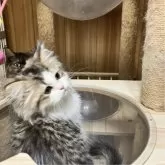 ミヌエット(長足)【北海道・男の子・2024年5月4日・ホワイト&ブラウンタビー】の写真3「元気٩(๑❛ᴗ❛๑)۶いっぱい、健康優良児( 💓∀💓)キャットタワー大好き♥️」