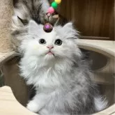 ミヌエット(長足)【北海道・男の子・2024年5月4日・ホワイト&ブルータビー】の写真3「くりくりお目目、かなり大きなお目目が魅力的✨グリーンアイに近いです🍀 ̖́-」