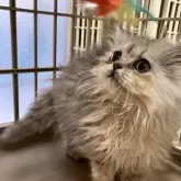 ミヌエット(短足)【北海道・女の子・2023年10月2日・ブルータビー】の写真4「人懐っこい性格で、よく遊ぶ、元気な短足ちゃんです^ᴗ ̫ ᴗ^♡」