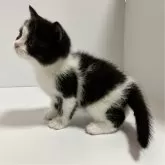 マンチカン(長足)【北海道・女の子・2024年9月30日・ブラック&ホワイト】の写真4