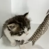 マンチカン(長足)【北海道・男の子・2024年9月27日・ホワイト&ブラック】の写真5「猫じゃらしにも興味津々です✨️」