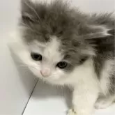 マンチカン(長足)【北海道・女の子・2024年9月30日・ブルー&ホワイト】の写真5「人懐っこい超元気な可愛い良い子です✨️✨️」