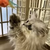 ミヌエット(短足)【北海道・女の子・2023年10月2日・ブルータビー】の写真5「おもちゃ大好き❣️ころころと、よく遊びます(๑♡∀♡๑)」