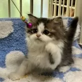 ミヌエット(長足)【北海道・男の子・2024年5月4日・ホワイト&ブラウンタビー】の写真5「鈴のおもちゃが大好き♥️」