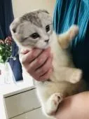 マンチカン(長足)【北海道・男の子・2022年2月11日・ホワイト&ブルータビー】の写真5「まだまだ子猫です❣️」