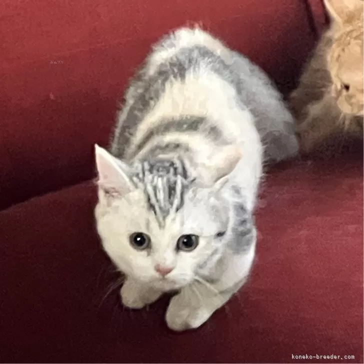 ID:2411-00380の子猫