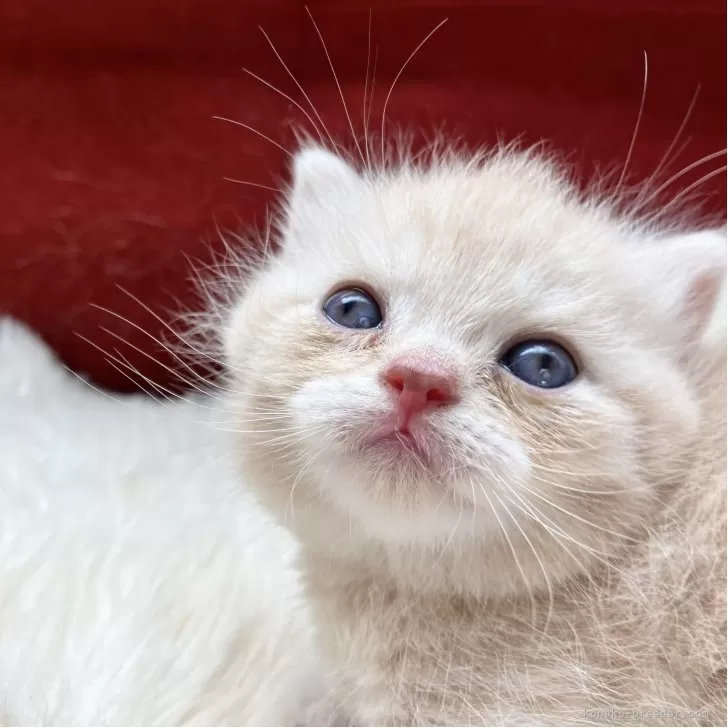 マンチカン(短足)【北海道・女の子・2025年9月25日・クリーム&amp;ホワイト】の写真1「つぶらな瞳(´●ω●｀)成長と共にもっと大きく可愛いいお目目になります♥️」