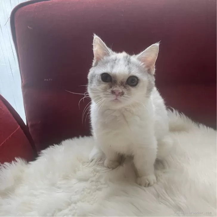 ID：2506-02297の子猫