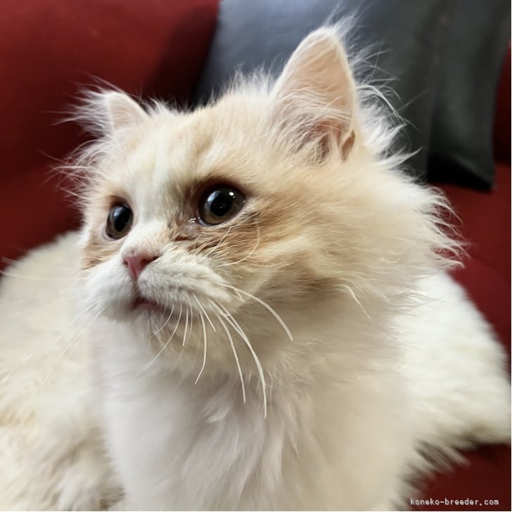 ブリーダー画像