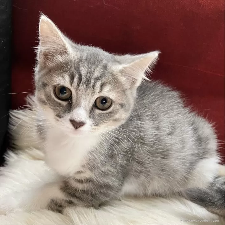 ID:2506-00148の子猫