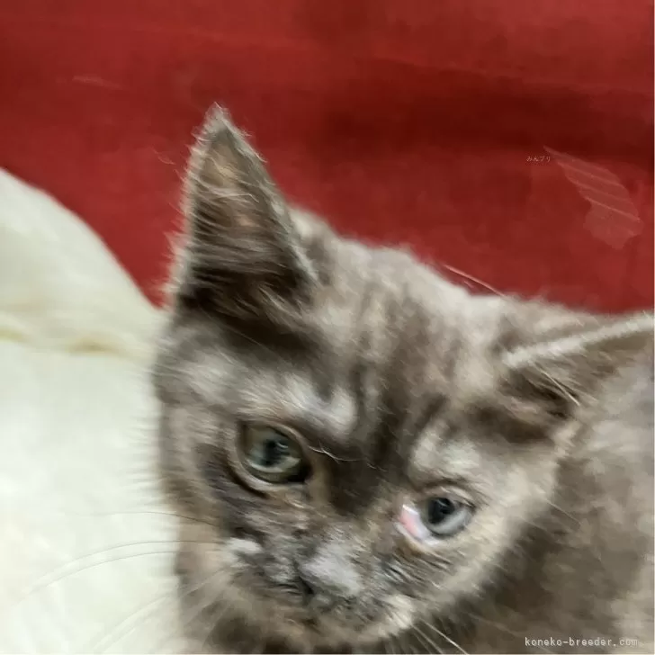 マンチカン(短足)【北海道・女の子・2025年5月11日・ダークブラウン&amp;ブラックスモーク】の写真1「光の加減で左目に色が入りましたが、まったく異常はありません🍀」