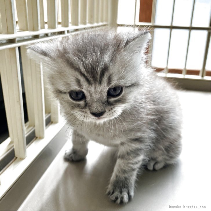 M.W 様のお迎えした子猫