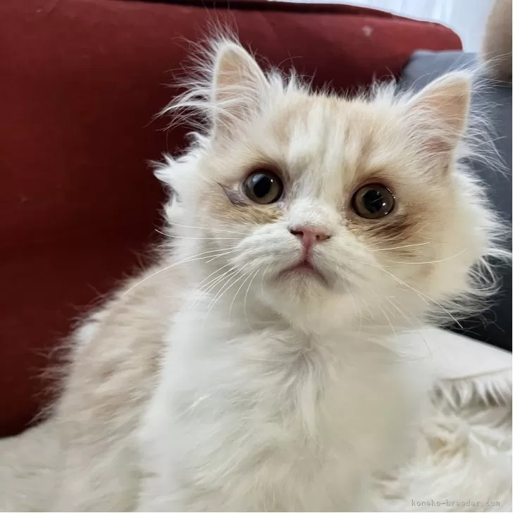 ミヌエット(長足)【北海道・男の子・2025年8月12日・クリーム&amp;ホワイト ポインテッドブラウン】の写真1「くりくりお目目にふわもこボディ💕」