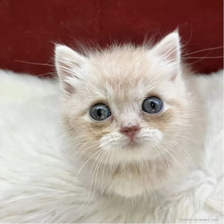 マンチカン(短足)【北海道・女の子・2025年9月25日・クリーム&amp;ホワイト】の写真1