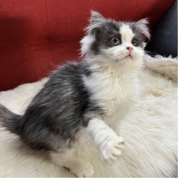 ミヌエット(長足)【北海道・男の子・2025年8月12日・ブラック&ホワイト（ロング）】の写真「超イケメンくん✨✨元気いっぱいの甘えん坊です💕」