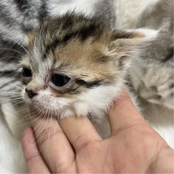 マンチカン(短足)【北海道・女の子・2025年5月12日・ダイリュートキャリコ（セミロング）】の写真「1番小さく産まれた女の子。順調に成長中です✨️」