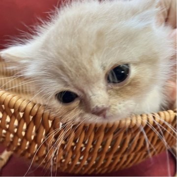 マンチカン(短足)【北海道・女の子・2025年9月25日・クリーム&ホワイト（セミロング）】の写真「くりくりお目目が可愛い超短足の甘えん坊♥️」