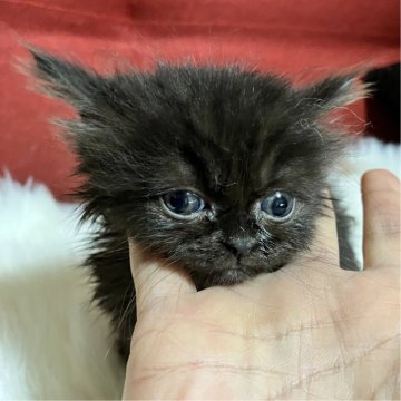 マンチカン(短足)【北海道・女の子・2025年5月11日・オールブラック（ロングヘア）】の写真「漆黒の短足ベビーマンチカン👶可愛すぎ❣️」