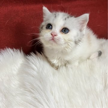マンチカン(短足)【北海道・女の子・2025年5月12日・ダイリュートキャリコ（セミロング）】の写真「とっても美しいお顔の超短足美少女ちゃん💕」