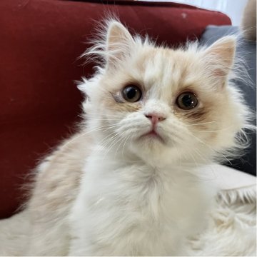 ミヌエット(長足)【北海道・男の子・2025年8月12日・クリーム&ホワイト ポインテッドブラウン（ふさふさロングヘア）】の写真「切れ長お目目👀がチャーミング💖ふわふわロング」