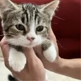 マンチカン(長足)