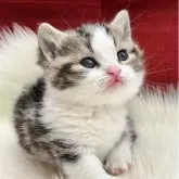 マンチカン(短足)