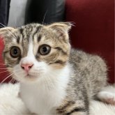 マンチカン(長足)