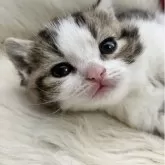 マンチカン(長足)