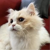 ミヌエット(長足)