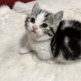 マンチカン(短足)