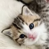 マンチカン(長足)